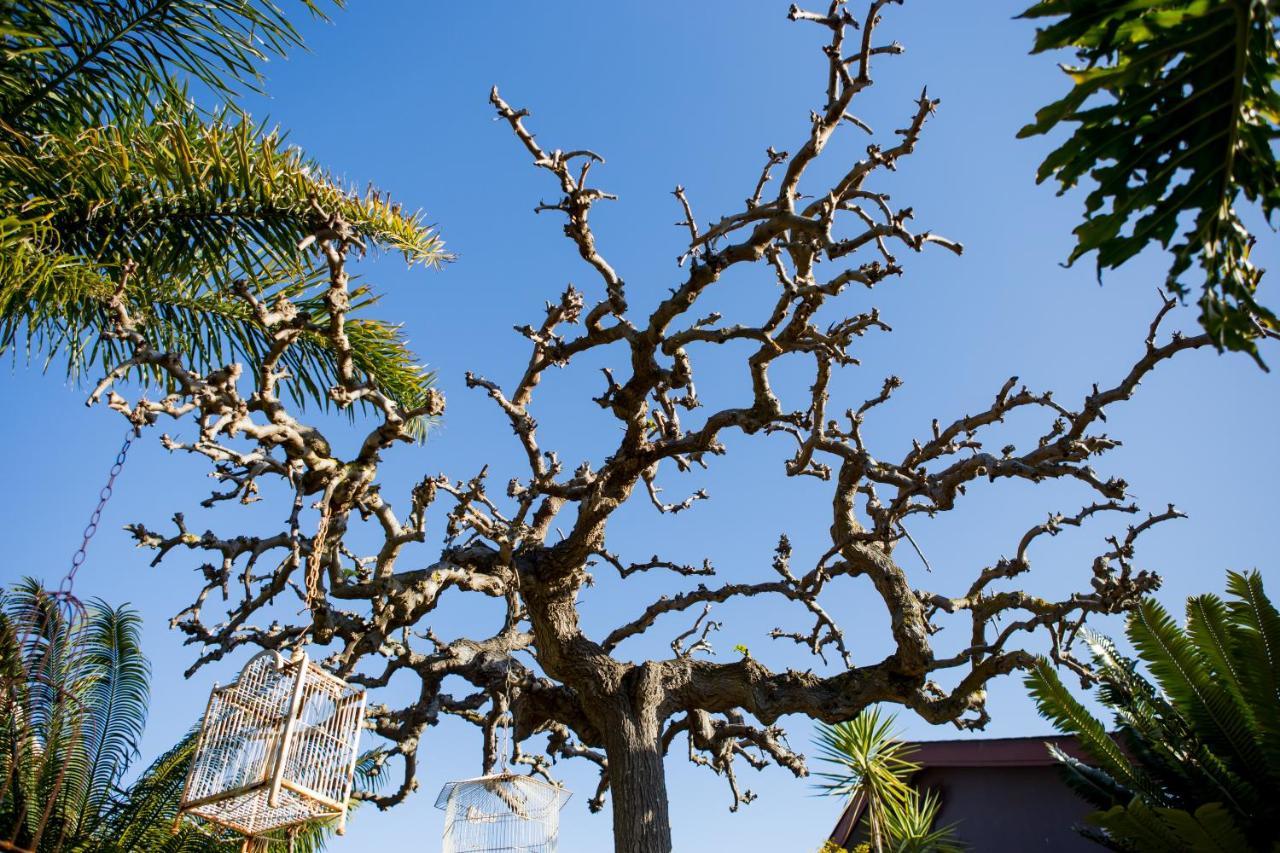 B&B Vinboho Cape Town Dış mekan fotoğraf